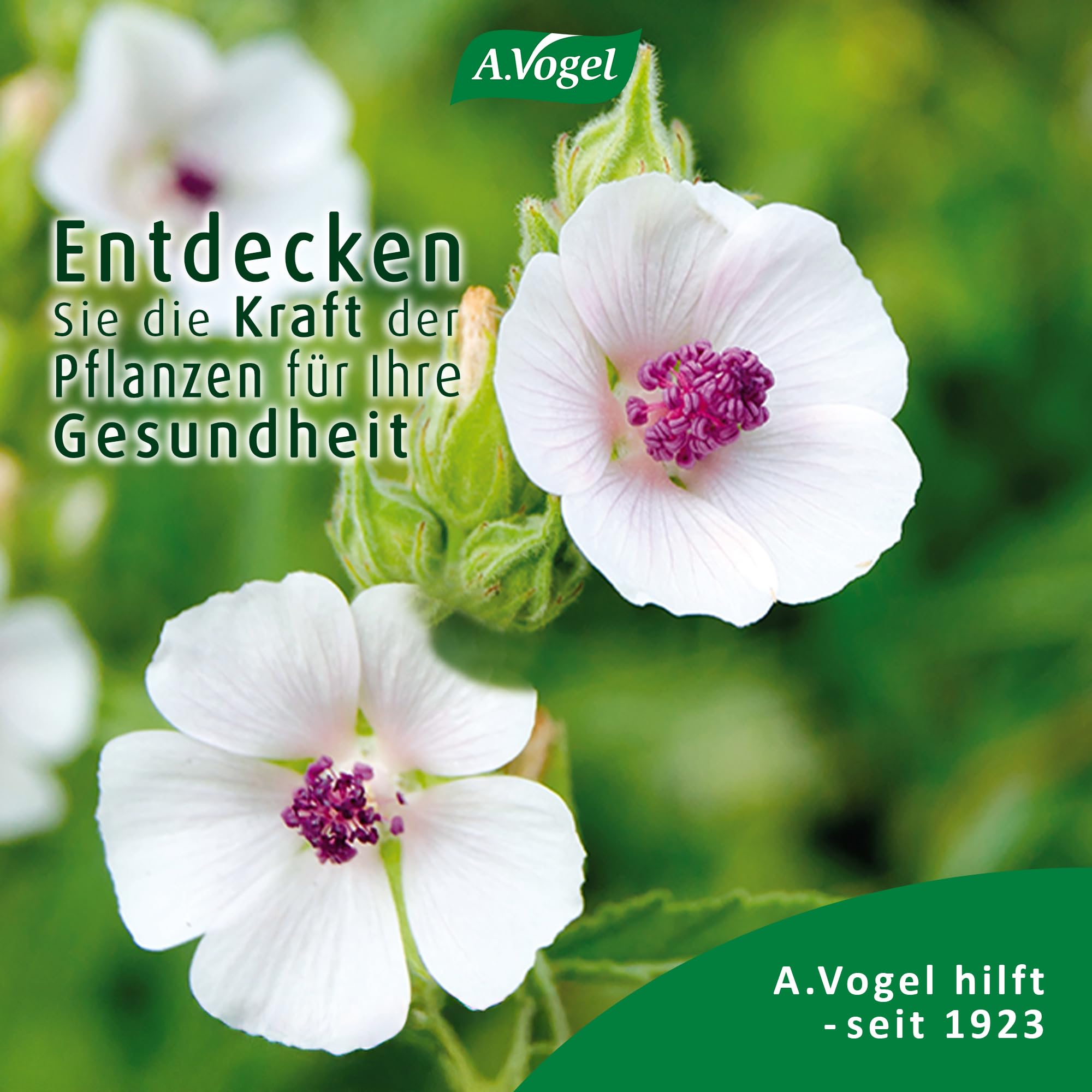 a-vogel-husten-spray-30-ml-mit-k-nigskerze-eibisch-und-honig image 8