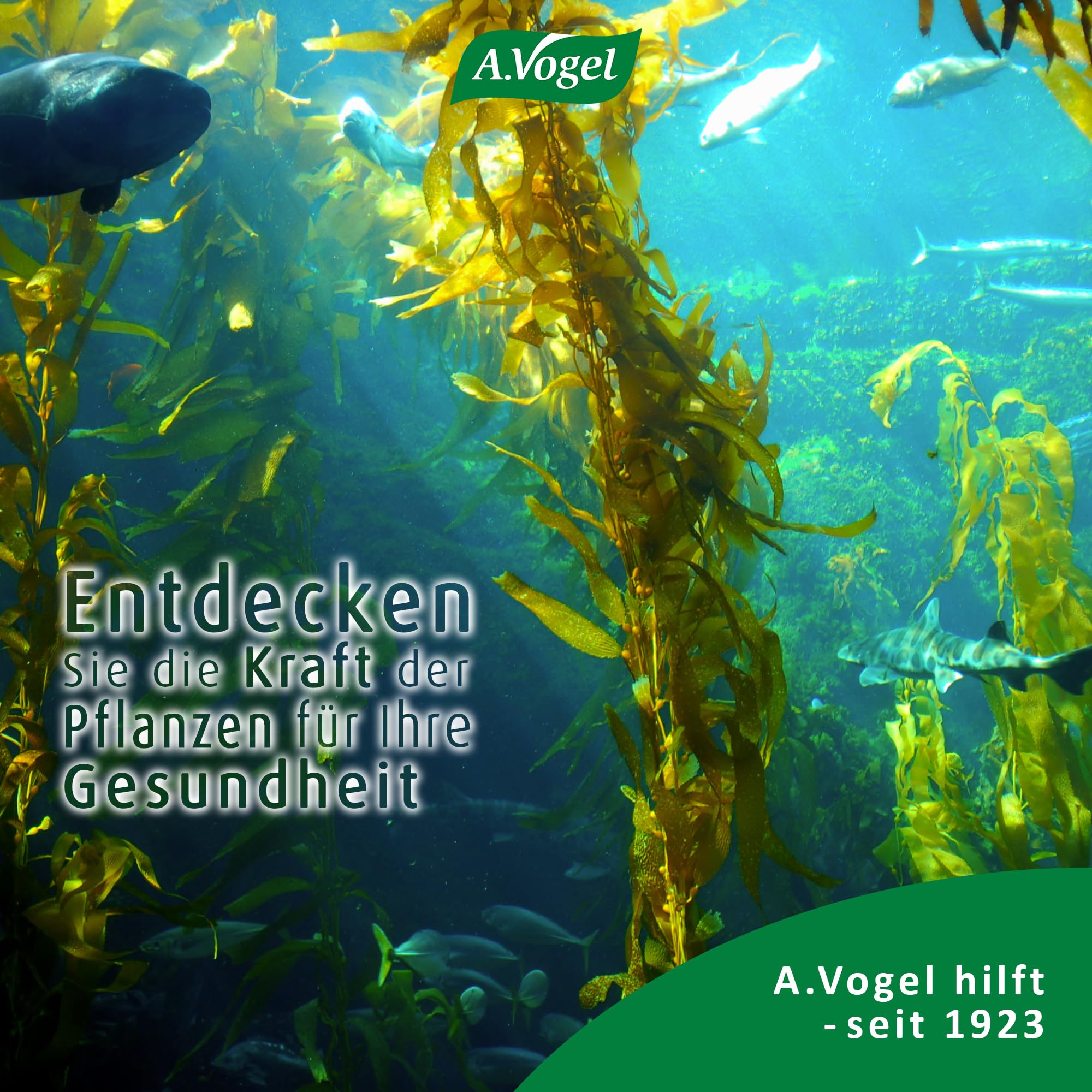 a-vogel-kelpamare-pflanzliche-w-rzsauce-500-ml image 8