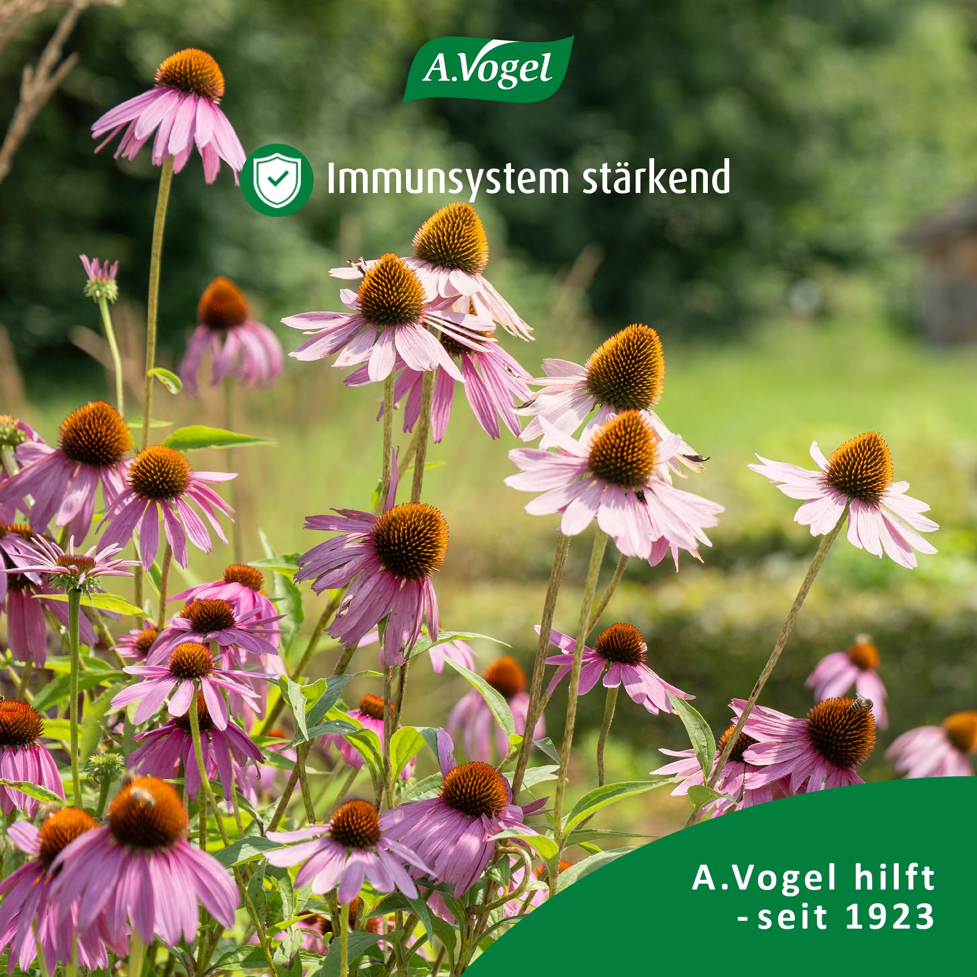 a-vogel-echinaforce-sambucus-hot-drink-sirup-100-ml-immun-antioxidantien image 3