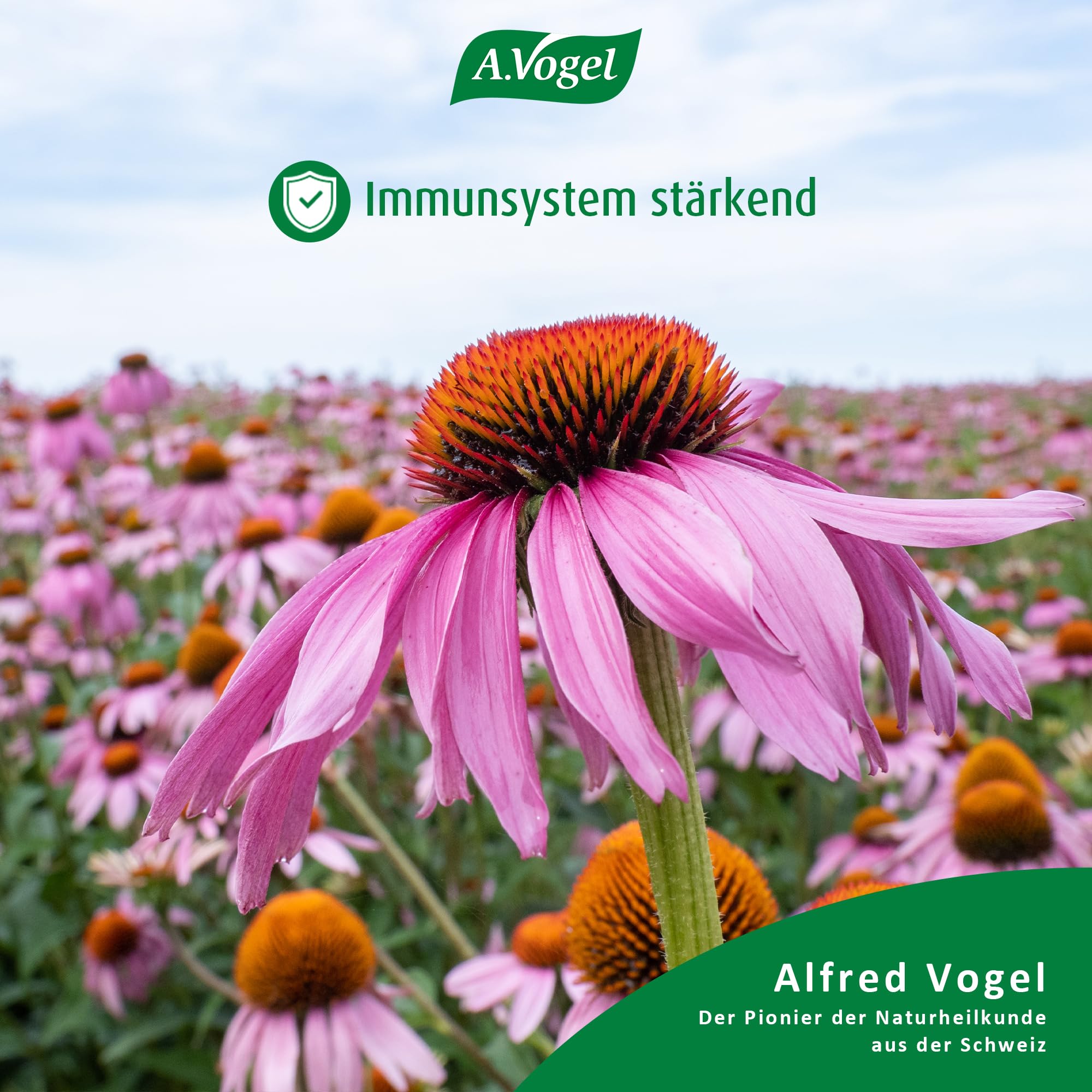 a-vogel-echinaforce-forte-immune-30-tabletten-echinacea-purpurea image 3