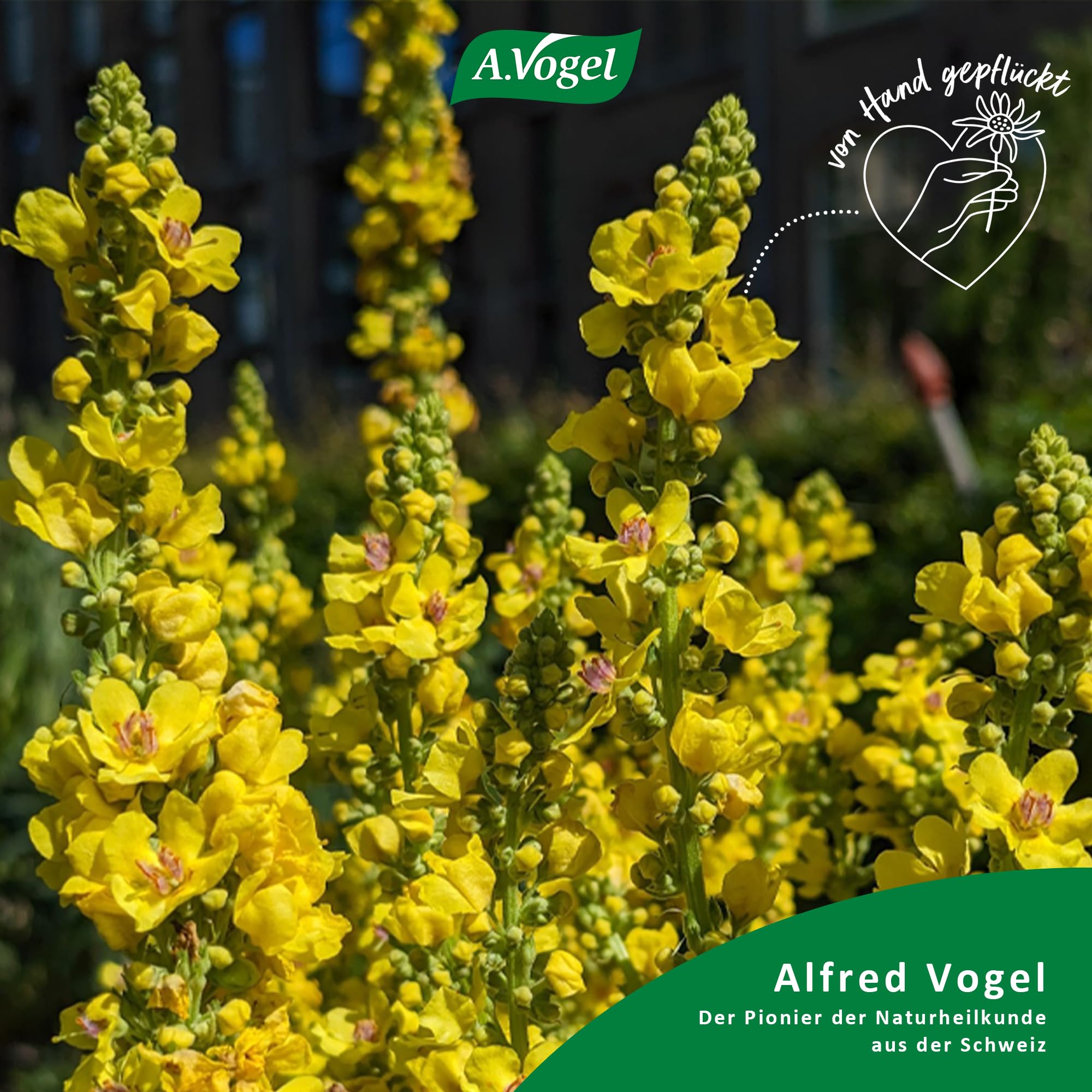 a-vogel-husten-spray-30-ml-mit-k-nigskerze-eibisch-und-honig image 2