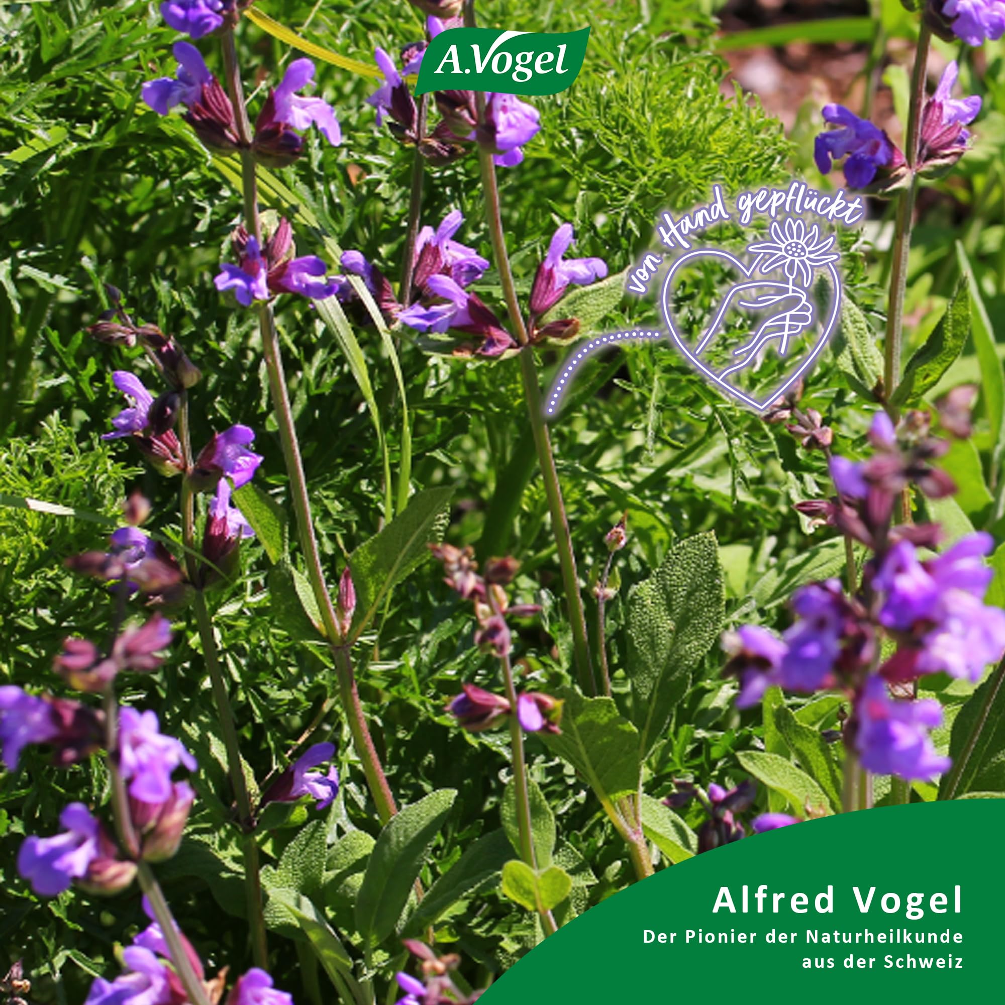 a-vogel-menosan-salvia-tabletten-3-x-30-st-ck-pflanzliches-nahrungserg-nzungsmit image 3